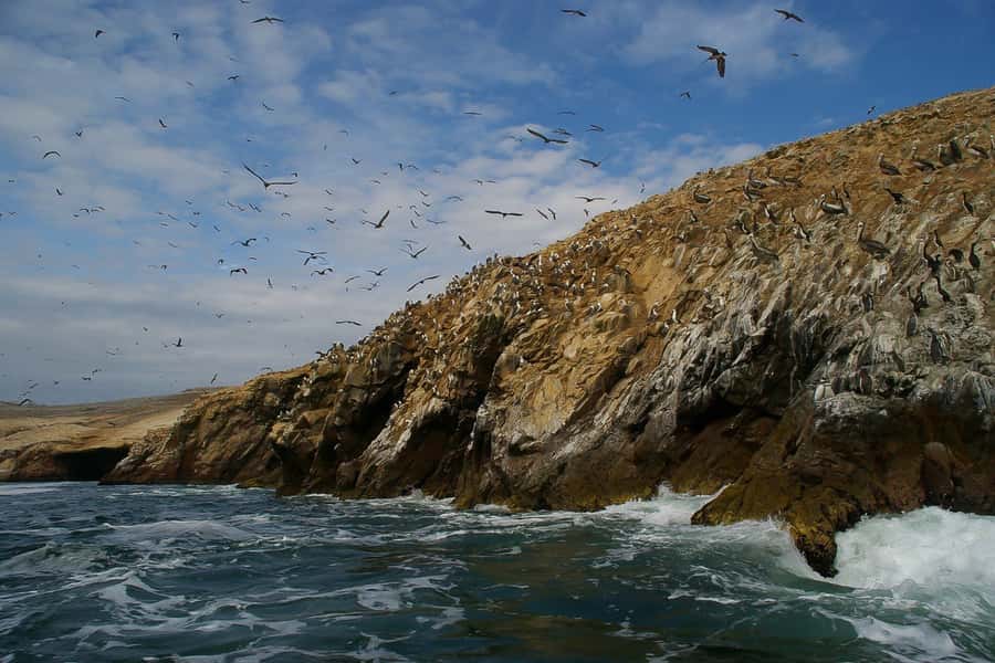 From Paracas: Ballestas Islands & Paracas National Reserve - How the 5-hour combo works (and why it feels efficient)
