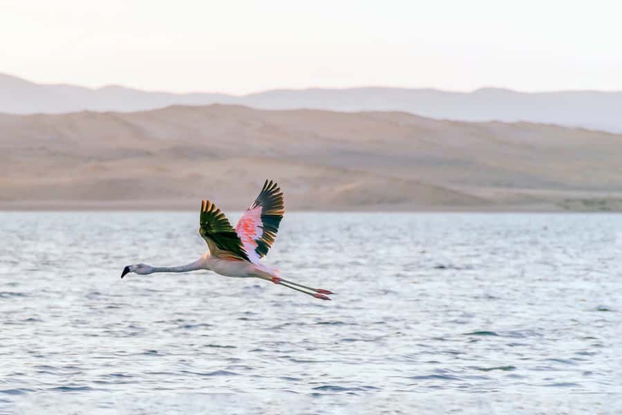 From Paracas: Ballestas Islands & Paracas National Reserve - Price and value: what $60 really buys (plus the cash entrance fees)
