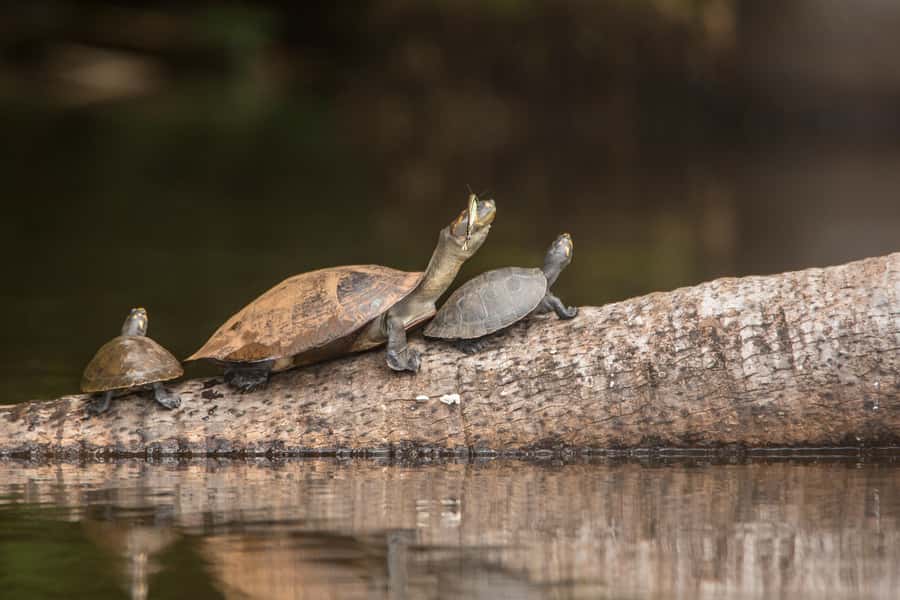 From Puerto Maldonado: Tambopata National Reserve 3-Day Tour - Key things to know before you go