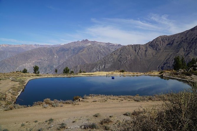 Full Day Tour / Colca Canyon - Wildlife expectations: condors, altitude, and how to stack your odds