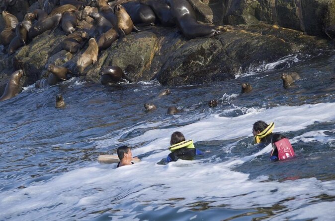 Lima: Palomino Islands Excursion & Swimming with Sea Lions with Hotel Transfers - Getting From Lima to Callao Harbor Without the Headache