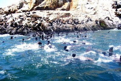 Lima: Palomino Islands Excursion & Swimming with Sea Lions with Hotel Transfers - Wildlife Etiquette in Real Life: Curiosity, Not Control