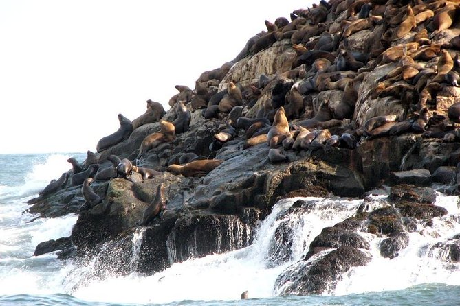 Lima: Palomino Islands Excursion & Swimming with Sea Lions with Hotel Transfers - Guide Skills: The Difference Between a Good Day and a Great One