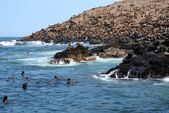 Lima: Palomino Islands Excursion & Swimming with Sea Lions with Hotel Transfers - Who Should Book (and Who Might Rethink It)