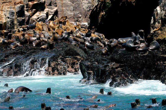 Lima Peru Sea Lions, History and Palomino Callao Islands - Sea Lion Swim Meets Peru’s Island History
