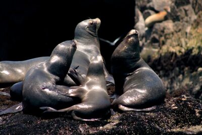 Lima Peru Sea Lions, History and Palomino Callao Islands - Getting to the Start Point (and Why Arriving Early Helps)