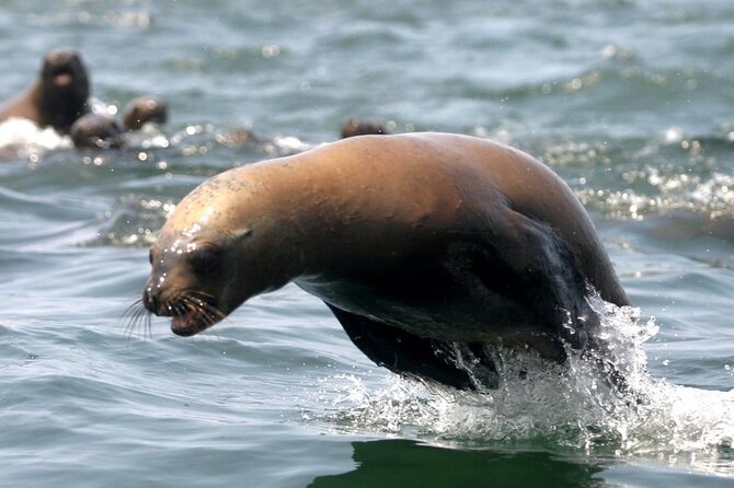 Lima Peru Sea Lions, History and Palomino Callao Islands - Humboldt Penguins and Bird Life: What You’re Likely to See