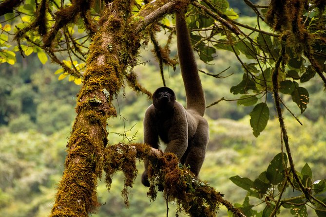 Manu National Park Tour 4days/3night - Tambopata, Cusco, Machu Picchu, and the Inca Trail: How the Whole Package Fits