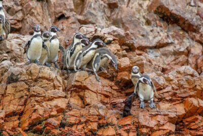 Paracas: Ballestas Islands Morning Boat Tour - The speedboat ride: why the morning timing matters in Paracas