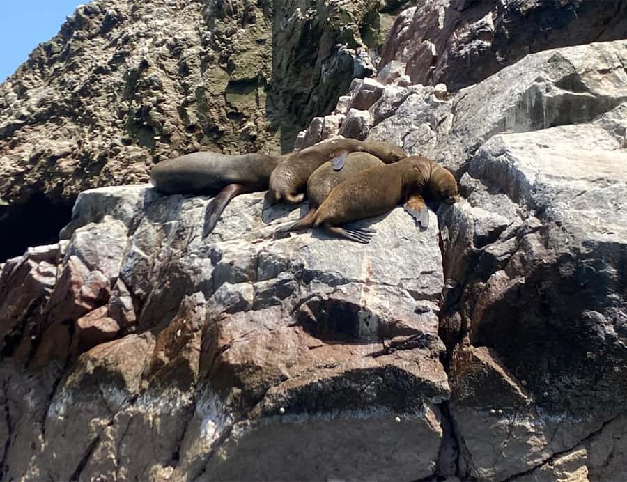 Paracas: Ballestas Islands Morning Boat Tour - What the 2-hour schedule feels like on the water
