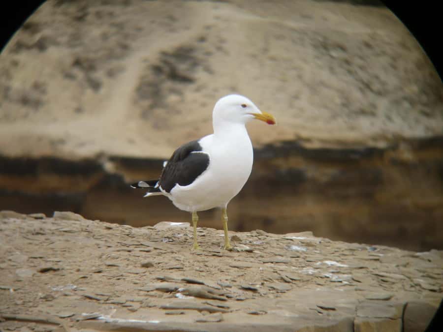 Paracas:Private Tours Paracas National Reserve all inclusive - Optional longer route: adding geology and more panoramic viewpoints