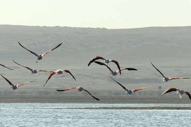 Premium Trekking Golden Shades - Paracas return: ride back and a finished day