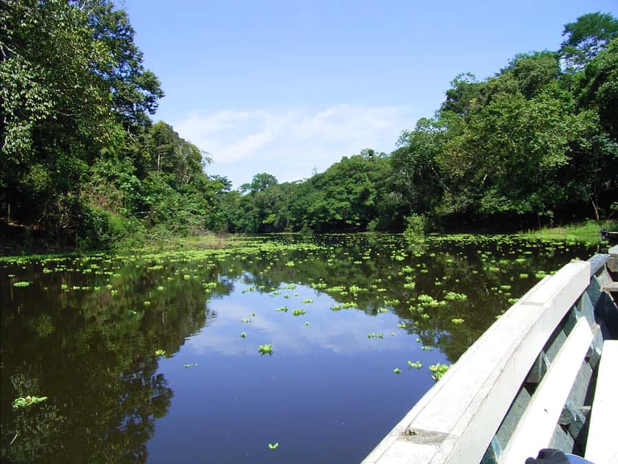Puerto Maldonado: 2-Day Peruvian Tambopata Jungle Trip - The Madre de Dios River cruise: a night-leaning wildlife search