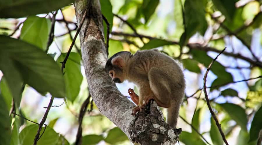 Puerto Maldonado: 2-Day Peruvian Tambopata Jungle Trip - Equipment, guide, and group size: why the trip feels guided, not chaotic