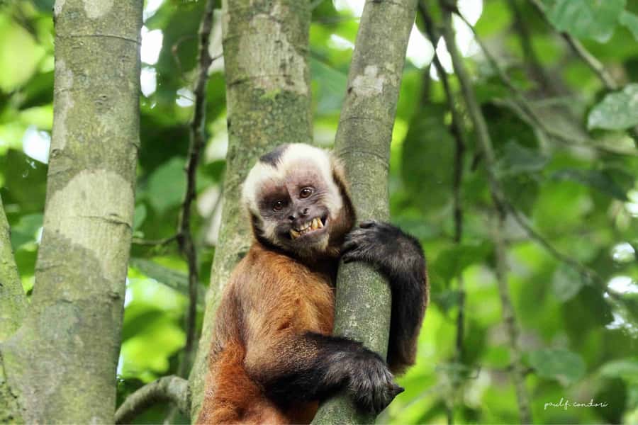 Puerto Maldonado: Sandoval Lake 4-Day, 3-Night Guided Tour - Sandoval Lake: the 3 km walk that sets the stage for big nature viewing