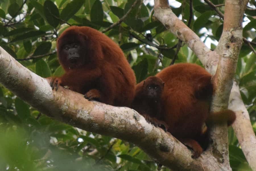 Puerto Maldonado: Sandoval Lake Full-Day Trip with Canoeing - From Puerto Maldonado to Tambopata by riverboat