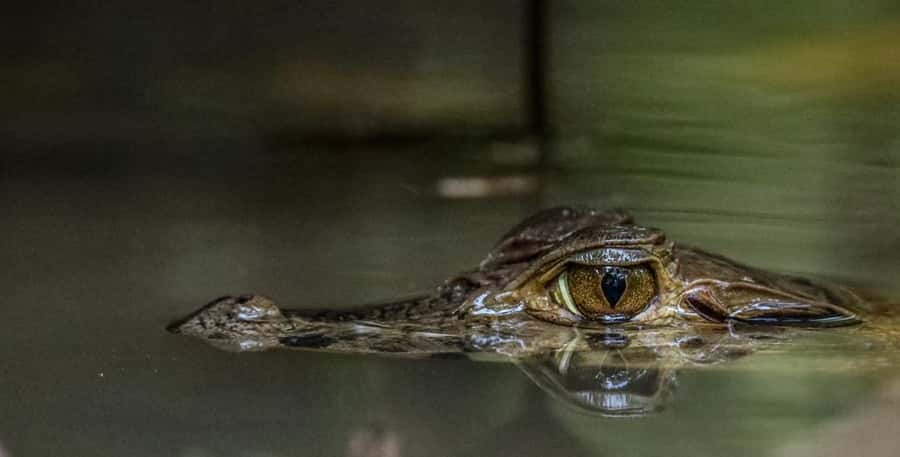 Puerto Maldonado: Sandoval Lake Full-Day Trip with Canoeing - After lunch: searching for black caimans
