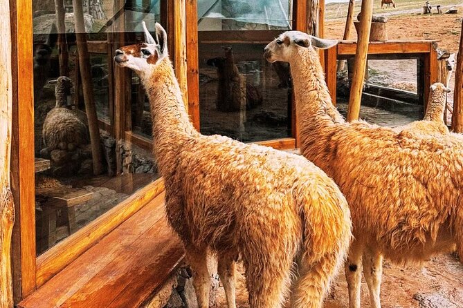 Quad bikes in Moray and Salineras and Picnic with llamas - Riding the Sacred Valley: Moray terraces on four wheels