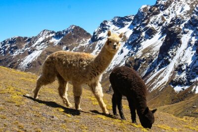 Rainbow Mountain in Cusco Full Day Tour - Walking to Rainbow Mountain: steps, altitude, and what actually controls your view