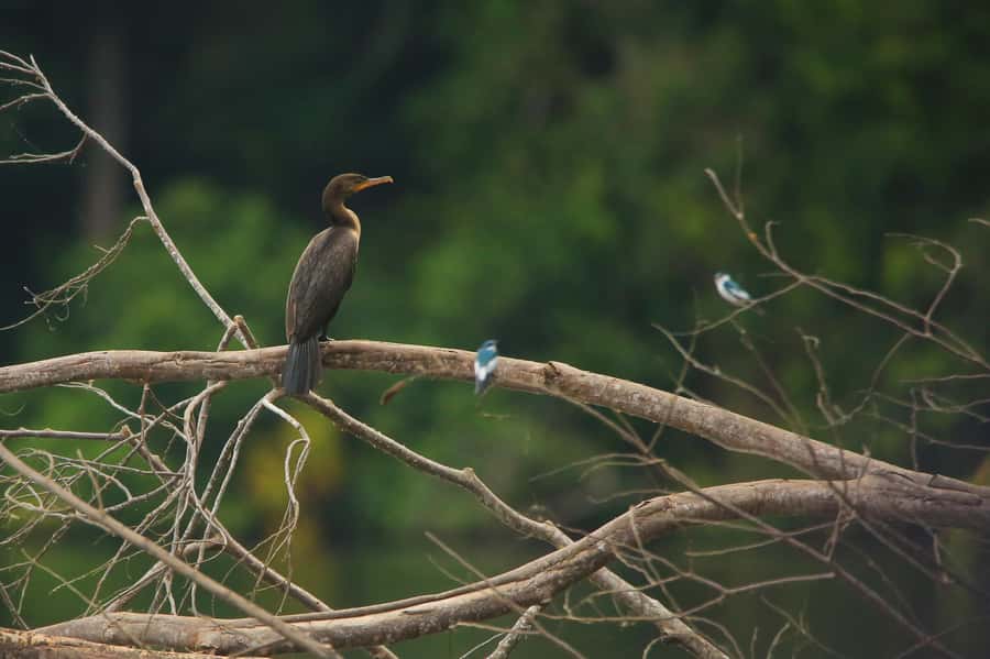 Sandoval Lake & Parrot Clay lick 3 Days/2 Nights - Why Sandoval Lake feels like the real Tambopata experience