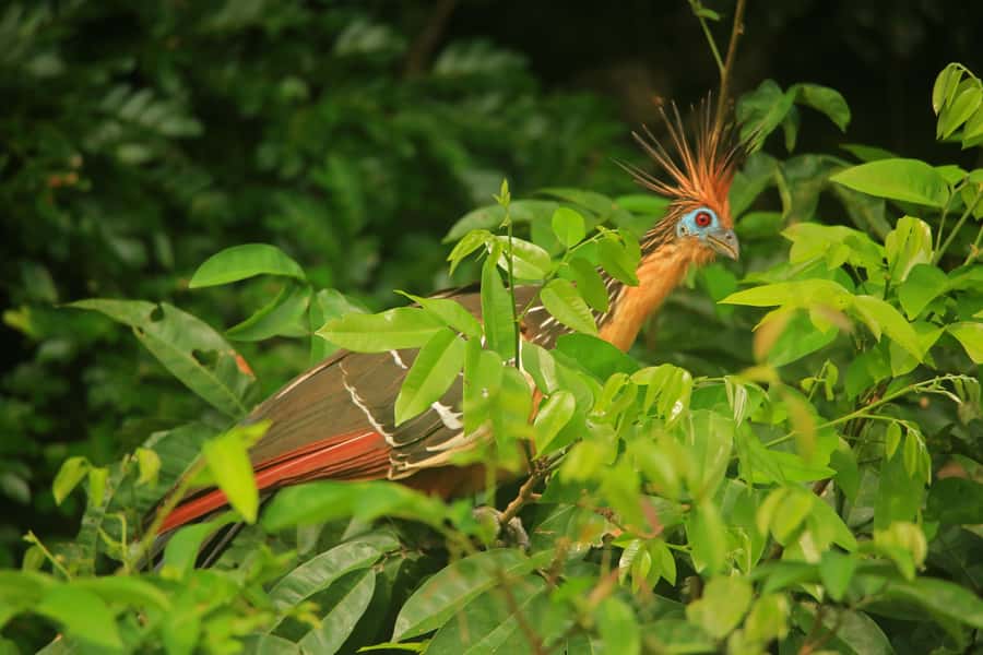 Sandoval Lake & Parrot Clay lick 3 Days/2 Nights - Cusco-area logistics and the MonteAmazonico Lodge setup