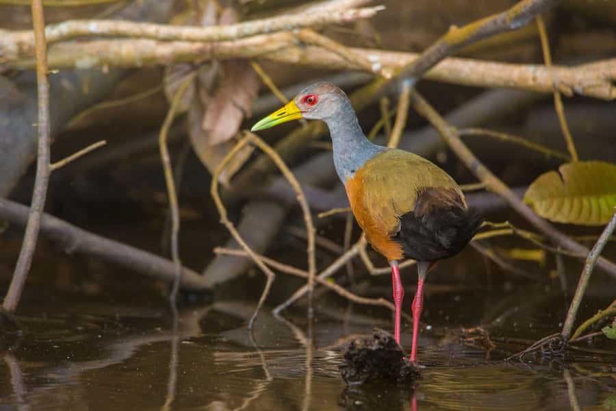 Sandoval Lake & Parrot Clay lick 3 Days/2 Nights - Day 2: Sandoval Lake rowing safari plus a 30-meter canopy walk