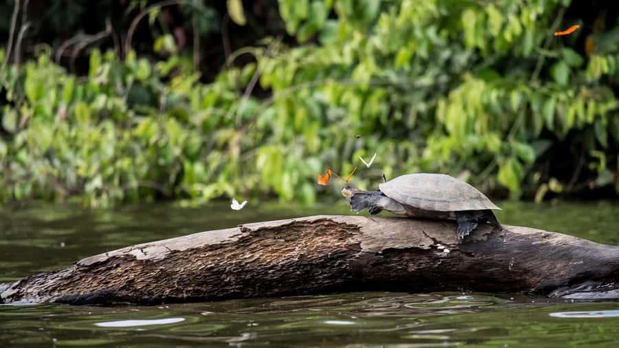 Tambopata Peruvian Amazon Jungle for Three Days/Two Nights - Tambopata Amazon Jungle, the real deal for 3 days