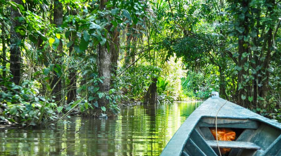 Tambopata Peruvian Amazon Jungle for Three Days/Two Nights - The rowboat session: hoatzin to giant river otters
