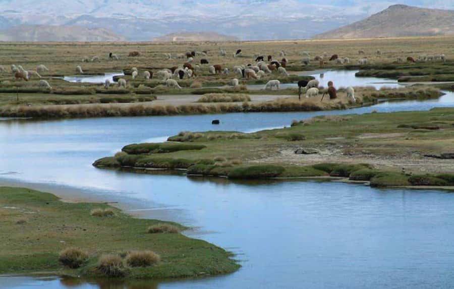 Tour to the Salinas Lagoon and National Reserve in Arequipa - Optional mini thermal wells: small soak, not a full spa day