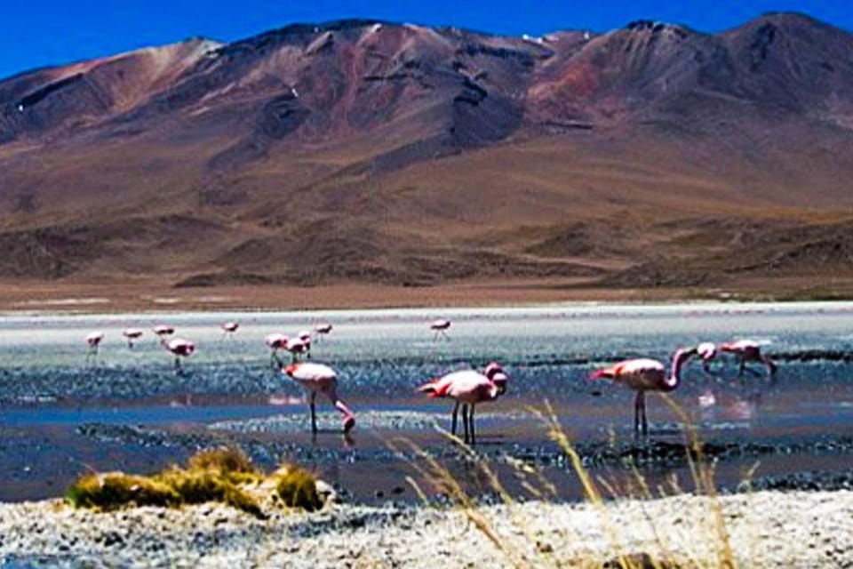 Tour to the Salinas Lagoon and National Reserve in Arequipa - Price and value: what $27 includes, and what you’ll probably pay extra