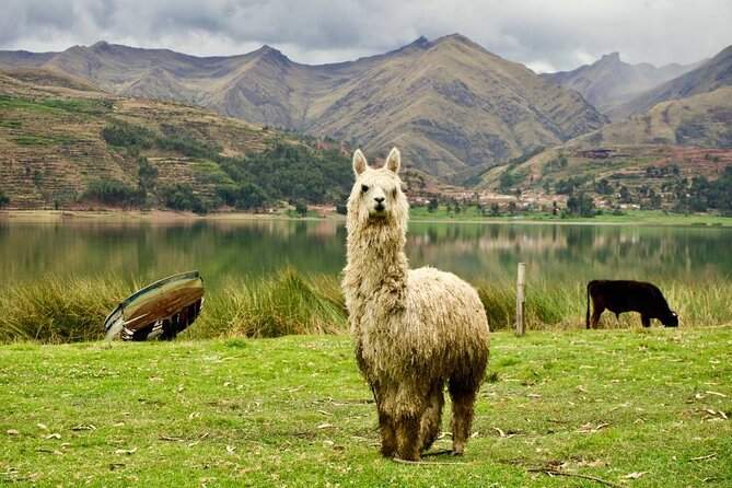 Wonderful Cusco 5-Day Tour with Entrance to Machupicchu - Cusco base, hotels, and meals: what’s included and what you should watch
